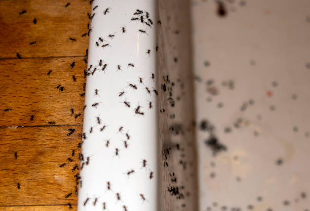 Best Pest Control Cost  in Parkland, WA