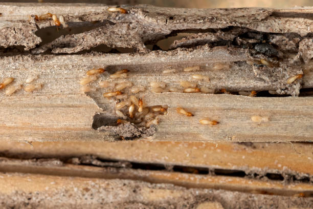 Best Exterminator Services  in Parkland, WA